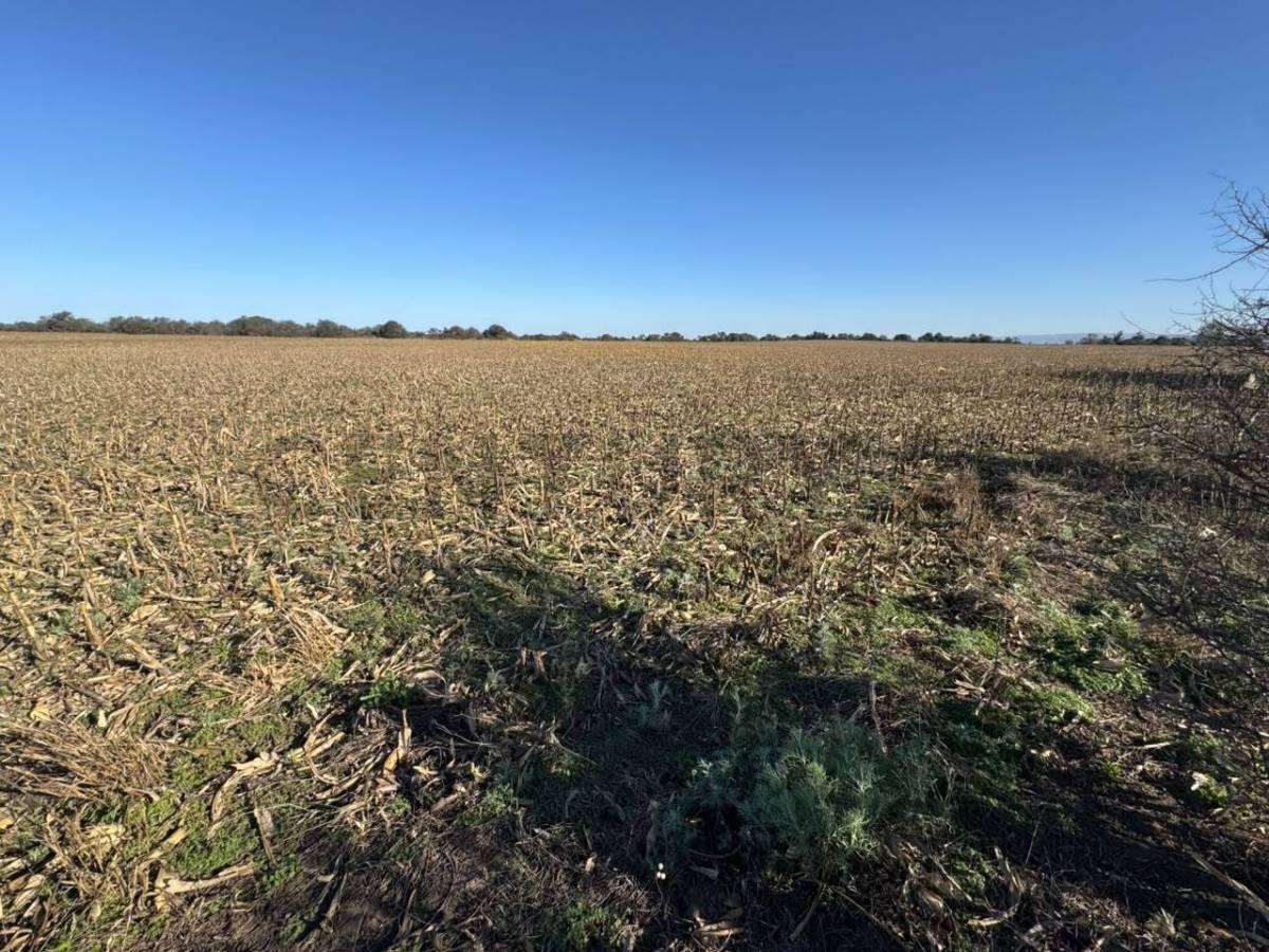 COSTA RIO 600 Mts UNICO Campo 59 Ha Agricola - Ganadero Usd 8500 ha - ESCRITURA — foto 1