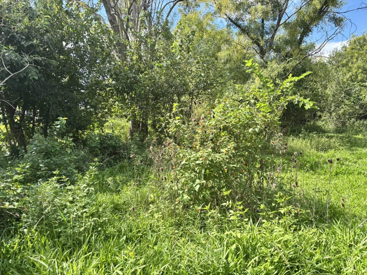 TERRENO EN VENTA – ANDINO — foto 1