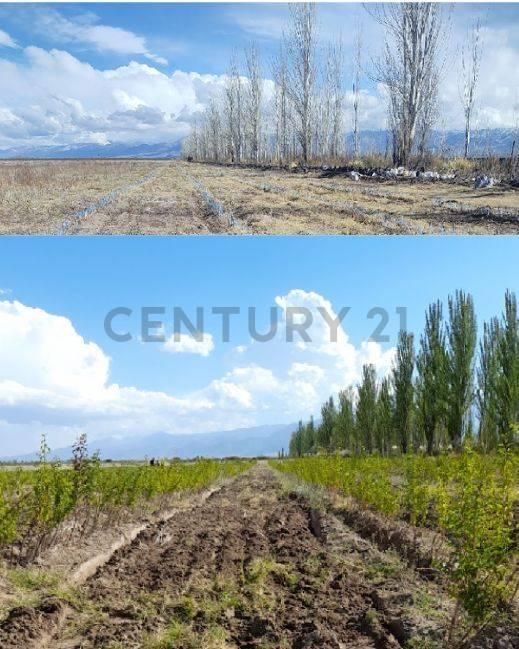 Campo en venta — foto 1