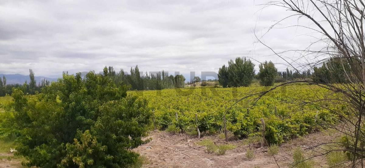 FINCA PRODUCTIVA EN VENTA - 12 HAS - LAVALLE — foto 1