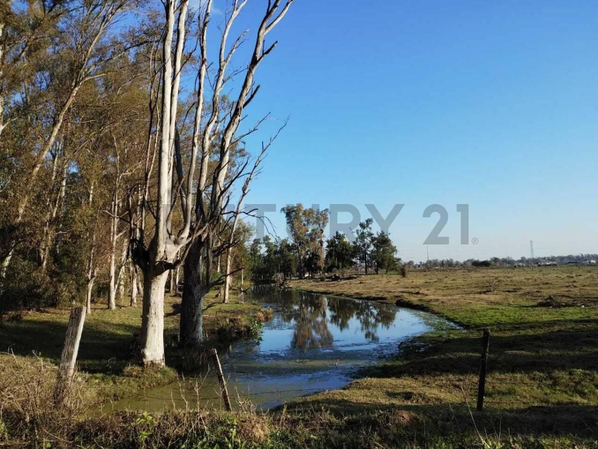 3,7 HECTAREAS CON ARBOLEDA Y ARROYO — foto 1