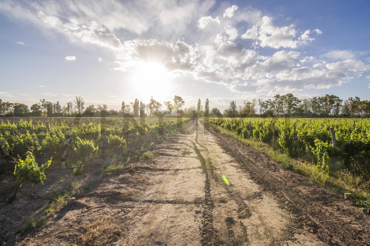 SE VENDE FINCA EN LUJAN DE CUYO — foto 1