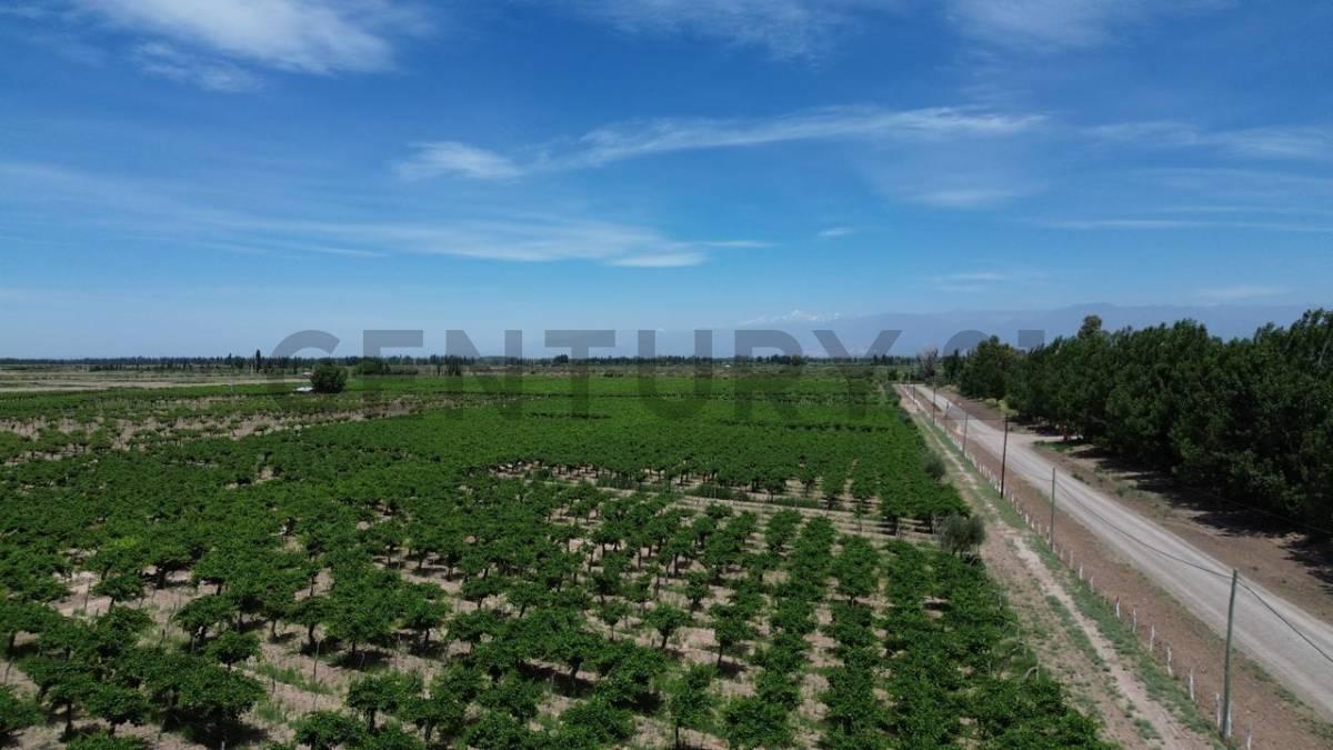 Finca 3 de Mayo Lavalle Mendoza — foto 1