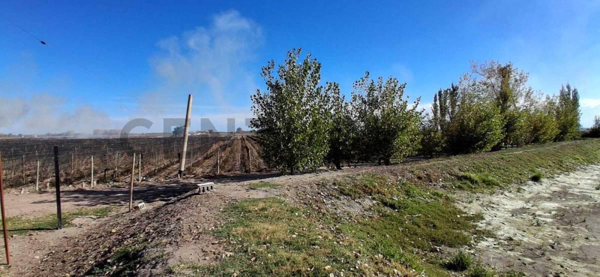 FINCA DE 31 HA CON CAÑON Y MALLA ANTIGRANIZO EN SAN MARTIN, MENDOZA — foto 1