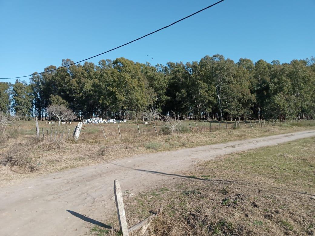 Terreno en venta en Berisso — foto 1